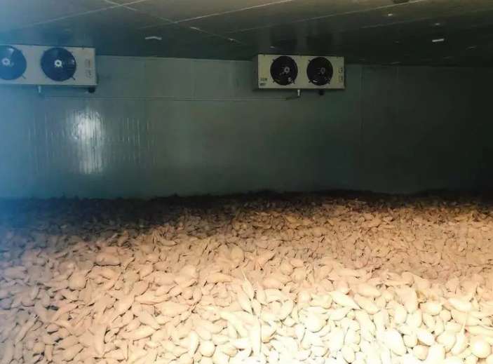 冬天如何建造一间红薯保鲜库 冬天如何建造一间红薯保鲜库