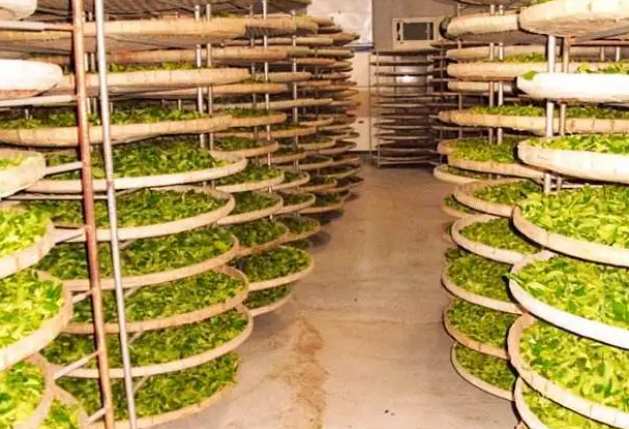 建造茶叶冷库过程中需要注意哪些事项? 建造茶叶冷库过程中需要注意哪些事项?