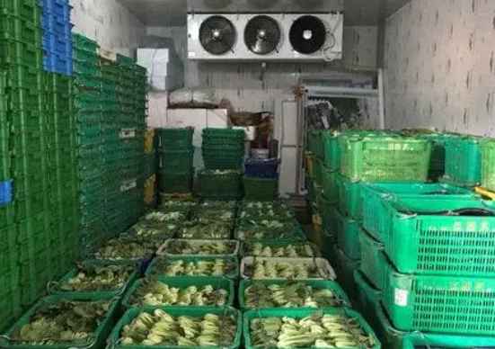 建一个50吨蔬菜保鲜冷库要多少钱 建一个50吨蔬菜保鲜冷库要多少钱