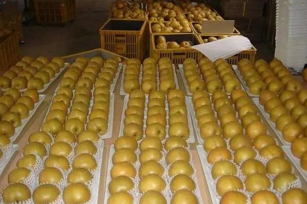 大梨子保鲜冷库造价多少钱一立方米 大梨子保鲜冷库造价多少钱一立方米