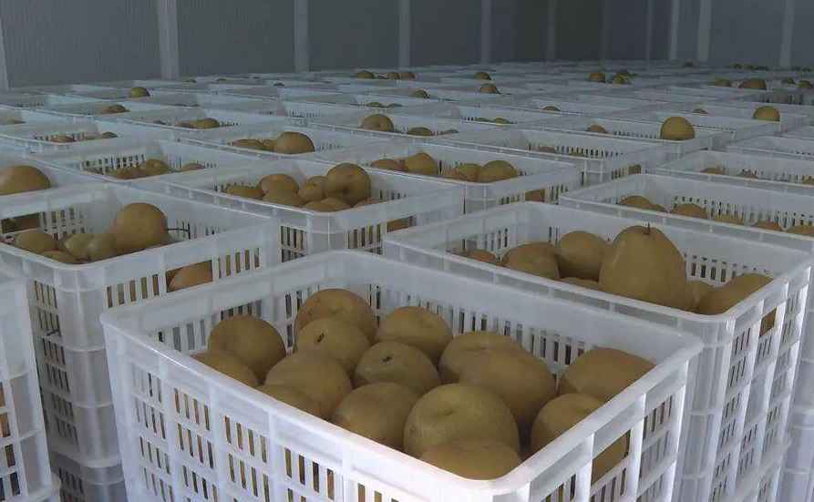 大梨子保鲜冷库造价多少钱一立方米 大梨子保鲜冷库造价多少钱一立方米