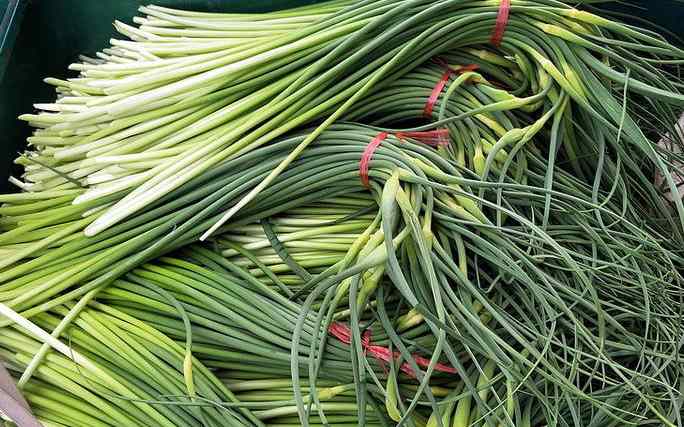 蒜苔冷库保鲜利润有多大 蒜苔冷库保鲜利润有多大