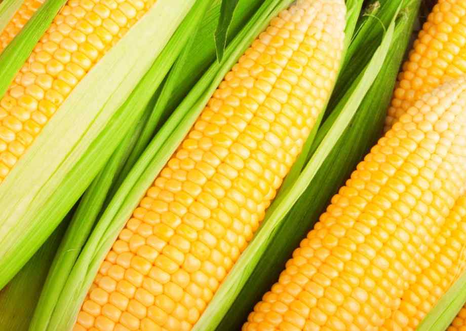 大量新鲜玉米怎么保鲜冷库存放呢 大量新鲜玉米怎么保鲜冷库存放呢