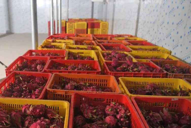 小型火龙果保鲜冷库建造价格多少钱一平方 小型火龙果保鲜冷库建造价格多少钱一平方