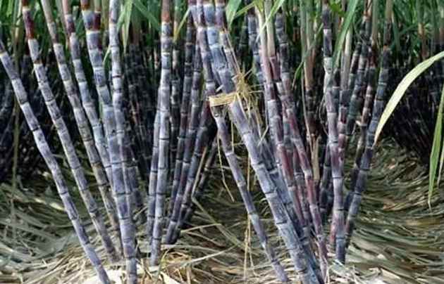 建造甘蔗保鲜冷库价格多少钱 建造甘蔗保鲜冷库价格多少钱