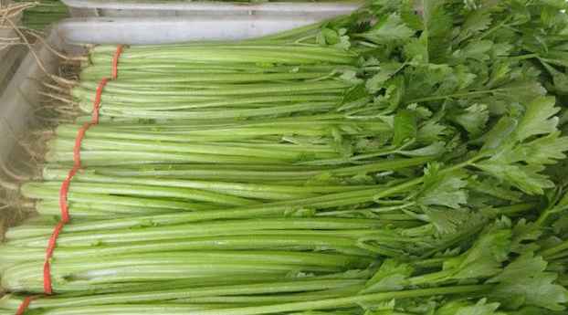 芹菜冷库贮藏温度多少度好 芹菜冷库贮藏温度多少度好