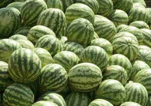 600立方米西瓜气调冷库价格多少钱 600立方米西瓜气调冷库价格多少钱