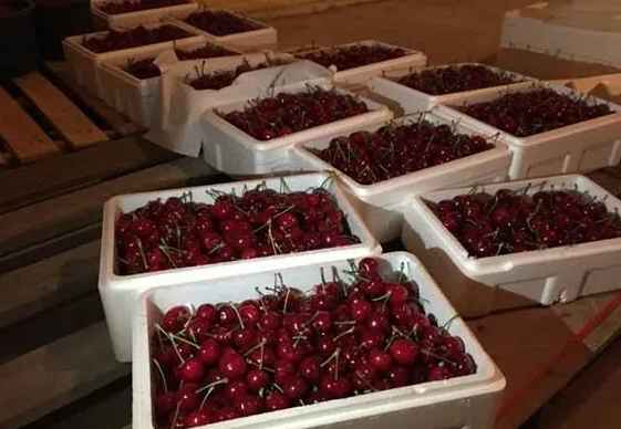 樱桃在冷库的储存和保鲜方法 樱桃在冷库的储存和保鲜方法