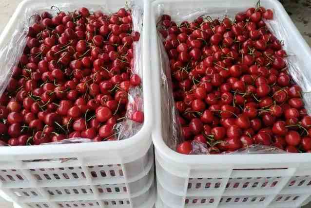 樱桃在冷库的储存和保鲜方法 樱桃在冷库的储存和保鲜方法