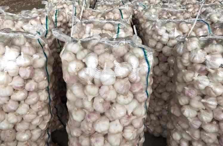 大蒜冷库存储温度多少度比较好 大蒜冷库存储温度多少度比较好