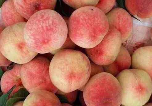 水蜜桃存贮在保鲜冷库里能放几天 水蜜桃存贮在保鲜冷库里能放几天