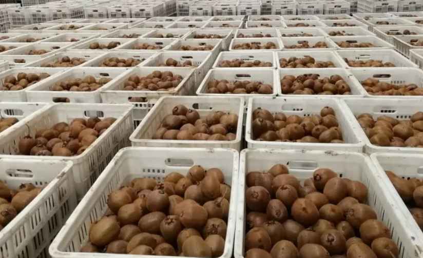 猕猴桃冷库储存方法 猕猴桃冷库储存方法