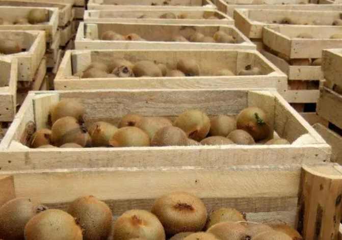 猕猴桃冷库储存方法 猕猴桃冷库储存方法