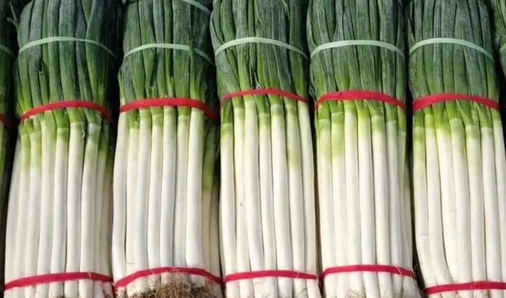 大葱保鲜冷库温度多少度比较好 大葱保鲜冷库温度多少度比较好