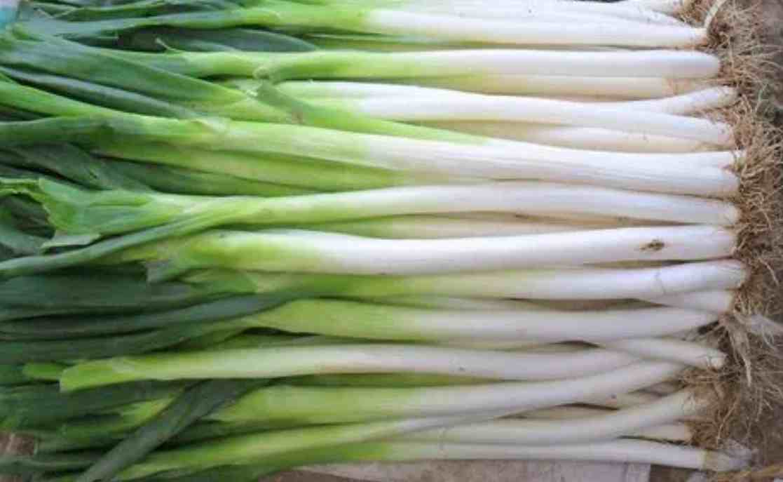 大葱保鲜冷库温度多少度比较好 大葱保鲜冷库温度多少度比较好