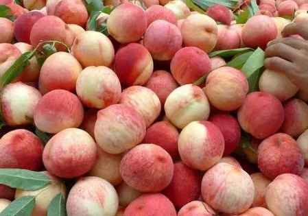 建一个200平米水蜜桃冷库多少钱 建一个200平米水蜜桃冷库多少钱