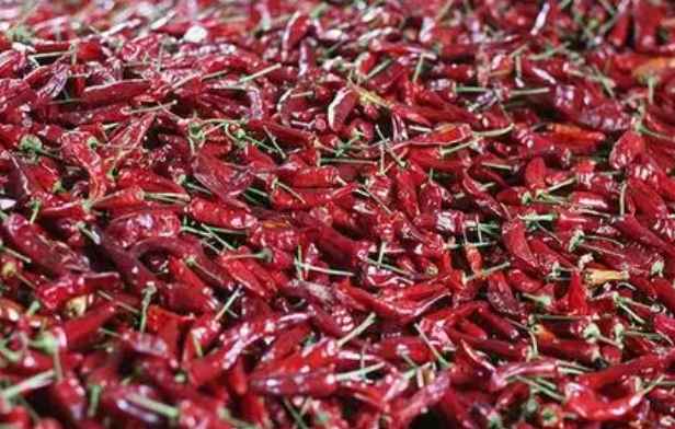 朝天椒冷库储存保鲜技术 朝天椒冷库储存保鲜技术