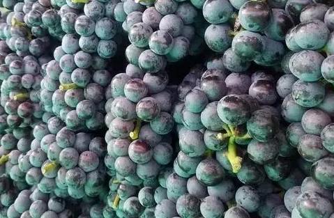 北京葡萄保鲜冷库安装多少钱 北京葡萄保鲜冷库安装多少钱