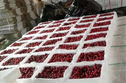 建600平米樱桃气调冷库大概多少钱 建600平米樱桃气调冷库大概多少钱