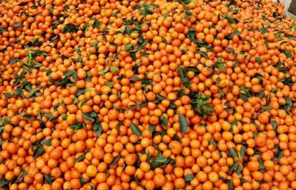 橘子如何存储在保鲜冷库中