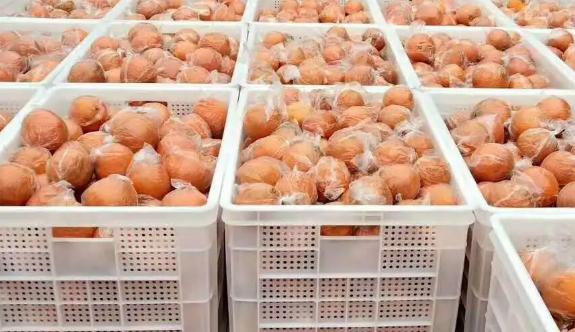 橘子如何存储在保鲜冷库中