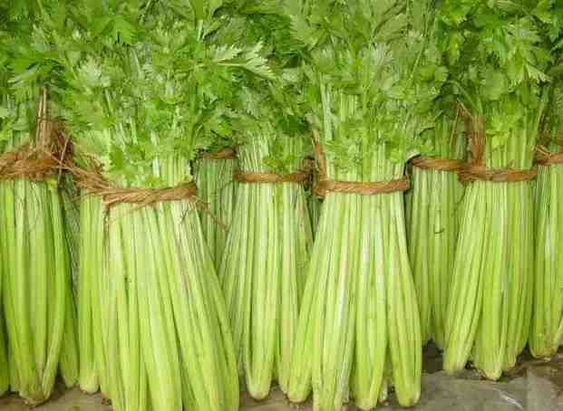 北京芹菜保鲜冷库安装需要多少钱