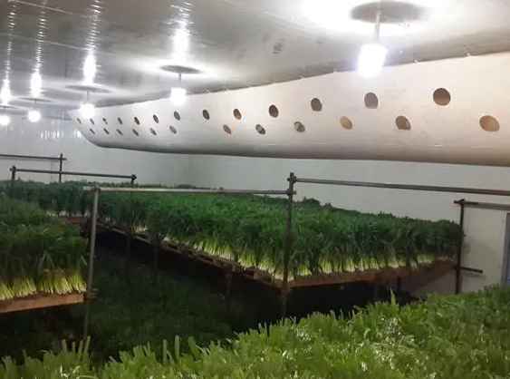 蔬菜能在气调保鲜库储藏多少久