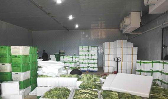 蒜苔冷库保鲜有什么技巧